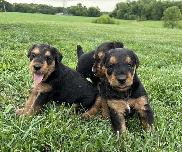 Medium Photo #1 Airedale Terrier Puppy For Sale in MOUNT JULIET, TN, USA