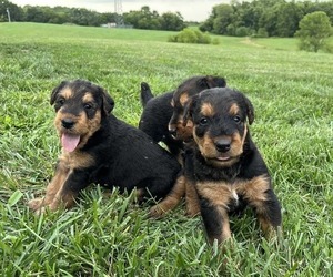 Airedale Terrier Puppy for sale in MOUNT JULIET, TN, USA