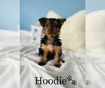 Small Photo #9 Yorkshire Terrier Puppy For Sale in COOKEVILLE, TN, USA