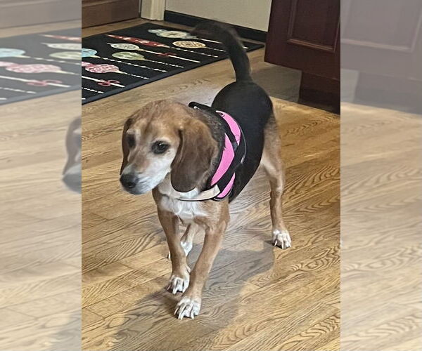 Medium Photo #5 Beagle-Unknown Mix Puppy For Sale in Germantown, OH, USA