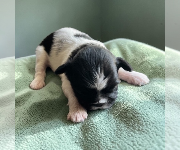 Medium Photo #1 Shih Tzu Puppy For Sale in VANCOUVER, WA, USA