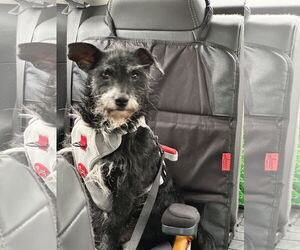 Mutt Dogs for adoption in Plainfield, IL, USA