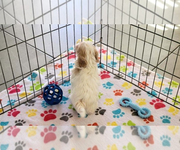 Medium Photo #13 Shih Tzu Puppy For Sale in ORO VALLEY, AZ, USA