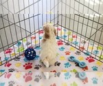 Small #12 Shih Tzu