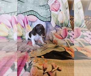 Dachshund Puppy for sale in ROLLING PRAIRIE, IN, USA