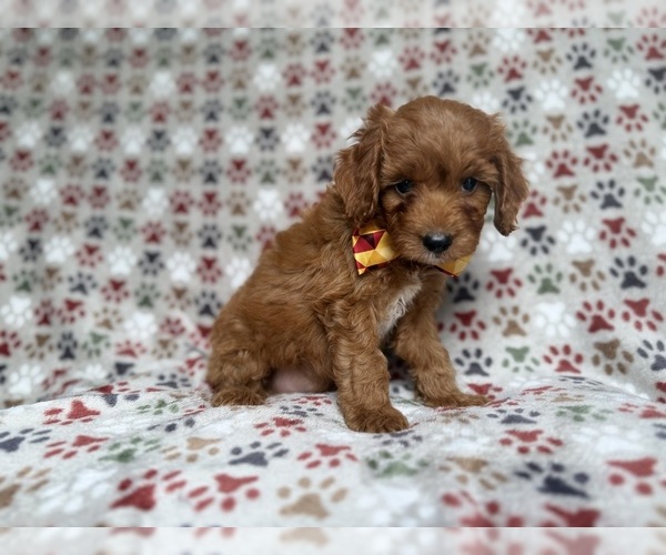 Medium Photo #2 Cockapoo (Miniature) Puppy For Sale in LAKELAND, FL, USA