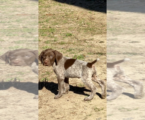 Medium Photo #1 German Shorthaired Pointer Puppy For Sale in WARSAW, NC, USA