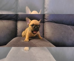 French Bulldog Puppy for sale in PARKER, CO, USA