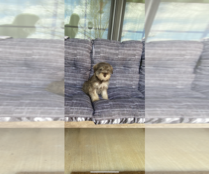 Medium Schnauzer (Miniature)