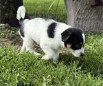 Small #3 Rat Terrier