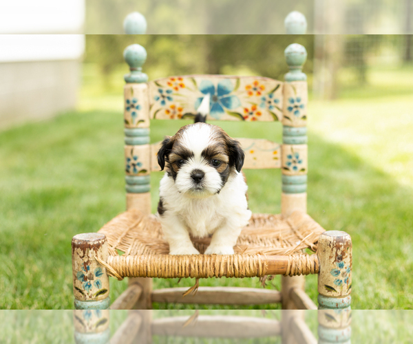 Medium Photo #1 Shih Tzu Puppy For Sale in NAPPANEE, IN, USA