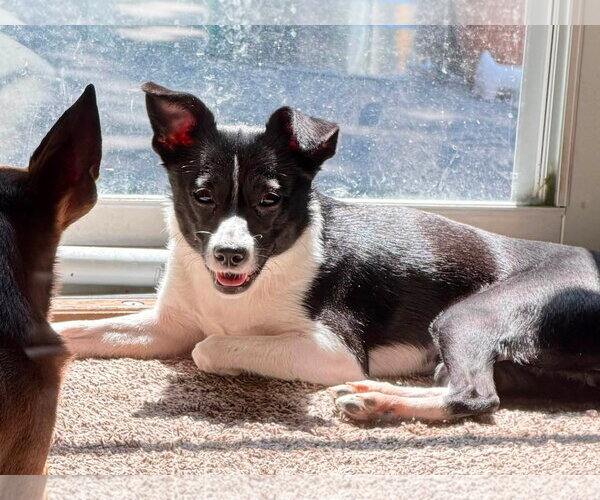 Medium Photo #2 Rat-Cha Puppy For Sale in Lee's Summit, MO, USA