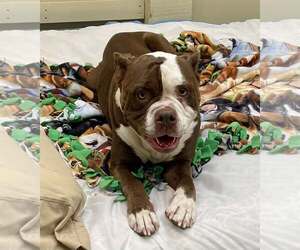 American Bulldog Dogs for adoption in Wilmington, NC, USA