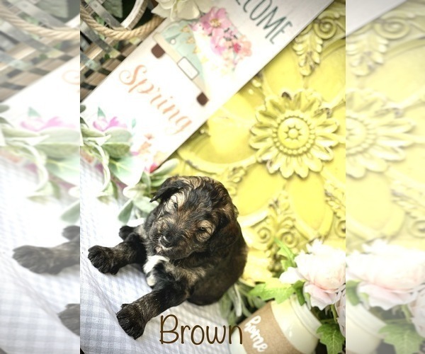 Medium Photo #3 Goldendoodle-Miniature Bernedoodle Mix Puppy For Sale in FORT SHAWNEE, OH, USA