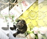 Small Photo #3 Goldendoodle-Miniature Bernedoodle Mix Puppy For Sale in FORT SHAWNEE, OH, USA