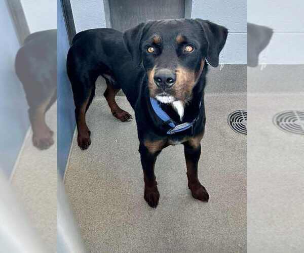 Medium Photo #2 Rottweiler Puppy For Sale in Gilbert, AZ, USA