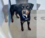 Small #1 Rottweiler