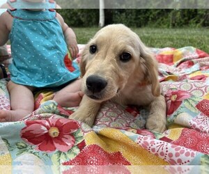 Golden Retriever Puppy for Sale in DE BEQUE, Colorado USA