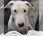Small #2 Bull Terrier Mix