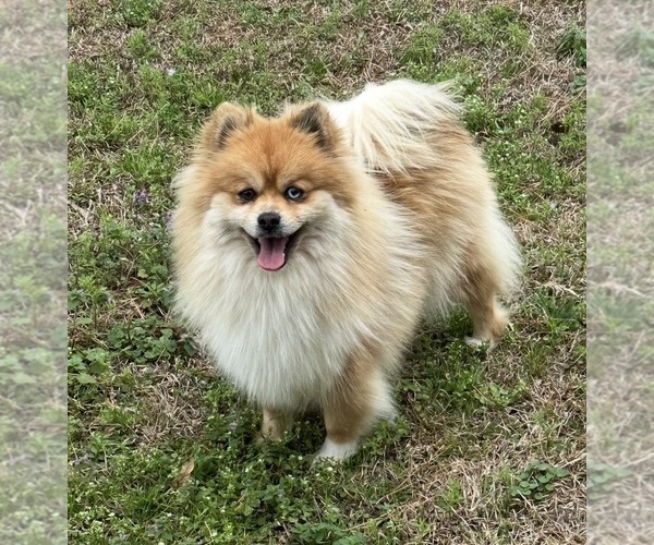 Medium Photo #1 Pomsky Puppy For Sale in STRINGER, MS, USA