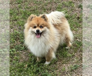 Mother of the Pomsky puppies born on 06/14/2026