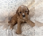 Small Photo #2 Cavalier King Charles Spaniel-Poodle (Standard) Mix Puppy For Sale in TORRANCE, CA, USA