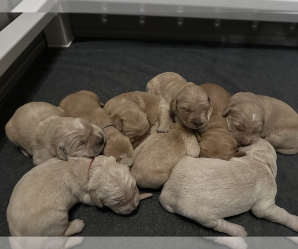 Medium Photo #2 Golden Retriever Puppy For Sale in LEAVENWORTH, KS, USA