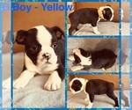 Puppy Boy Yellow Boston Terrier