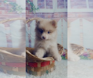 Pomeranian Puppy for Sale in KINSTON, North Carolina USA