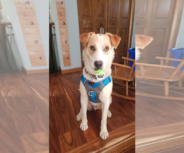 Medium Photo #15 Mutt Puppy For Sale in Farmington, MN, USA
