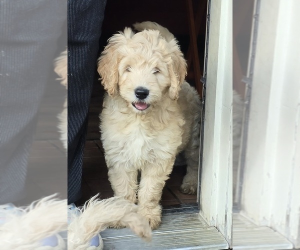 Medium Photo #3 Goldendoodle Puppy For Sale in RUSSELL, MA, USA