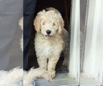 Puppy Vidia Goldendoodle