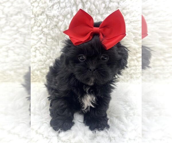 Medium Photo #13 Shih Tzu Puppy For Sale in PEMBROKE PINES, FL, USA