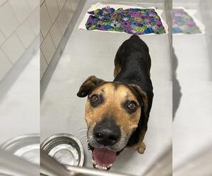 German Shepherd Dog-Unknown Mix Dogs for adoption in Grand Prairie, TX, USA