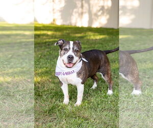 Doula - Female American Staffordshire Terrier-Unknown Mix Dog for Adoption - Photo #8