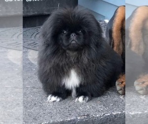 Father of the Pekingese puppies born on 12/19/2022