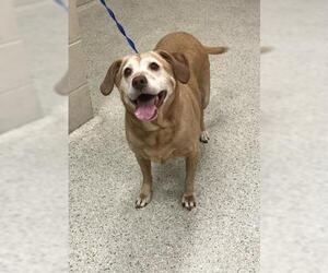 Labrador Retriever Dogs for adoption in Conroe, TX, USA