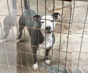 American Staffordshire Terrier-Unknown Mix Dogs for adoption in Jackson, MS, USA