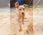 Small Dachshund Mix