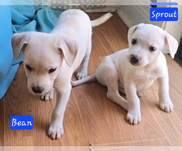 Medium Photo #2 Cheagle Puppy For Sale in Alexander, AR, USA