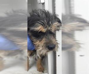 Mutt Dogs for adoption in Houston, TX, USA