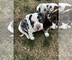 Small Photo #4 Alapaha Blue Blood Bulldog Puppy For Sale in HAMILTON, NJ, USA