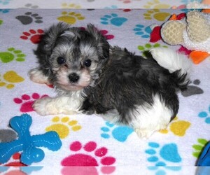 Havanese Puppy for sale in ORO VALLEY, AZ, USA