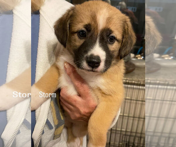 Medium Photo #1 Mutt Puppy For Sale in San Diego, CA, USA