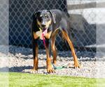 Small Doberman Pinscher Mix