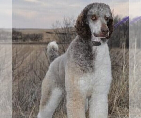 Medium Photo #1 Bernedoodle-Poodle (Standard) Mix Puppy For Sale in CANON CITY, CO, USA