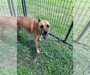 Sawyer - Male Mutt Dog for Adoption - Photo #3