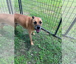 Small #2 Mutt