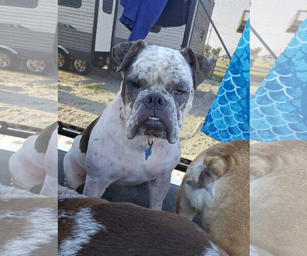 Medium Photo #4 Bulldog-Unknown Mix Puppy For Sale in Rosenberg, TX, USA