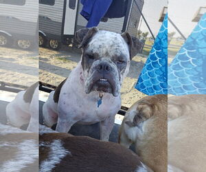 Dotty - Female Bulldog-Unknown Mix Dog for Adoption - Photo #4